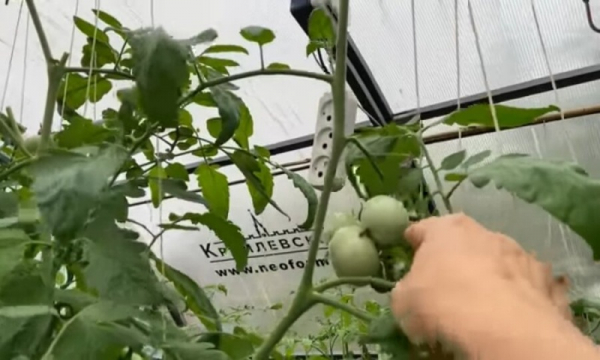 Всего две капли в августе ускорят созревание томатов.